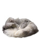 Dolce & Gabbana White Fox Fur Neck Wrap Warmer Winter Scarf